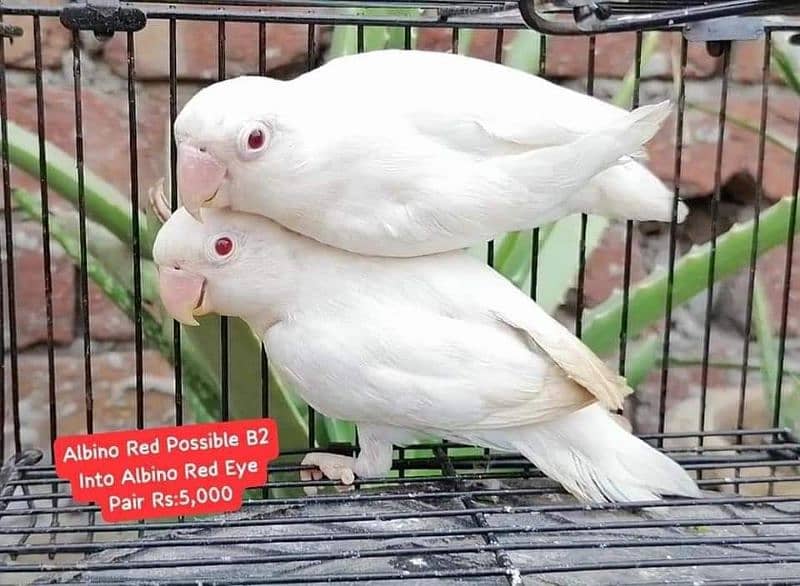 Quality Lovebirds Pairs 6