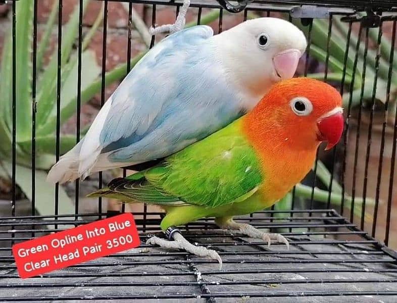 Quality Lovebirds Pairs 7