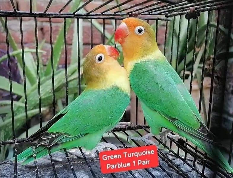 Quality Lovebirds Pairs 10