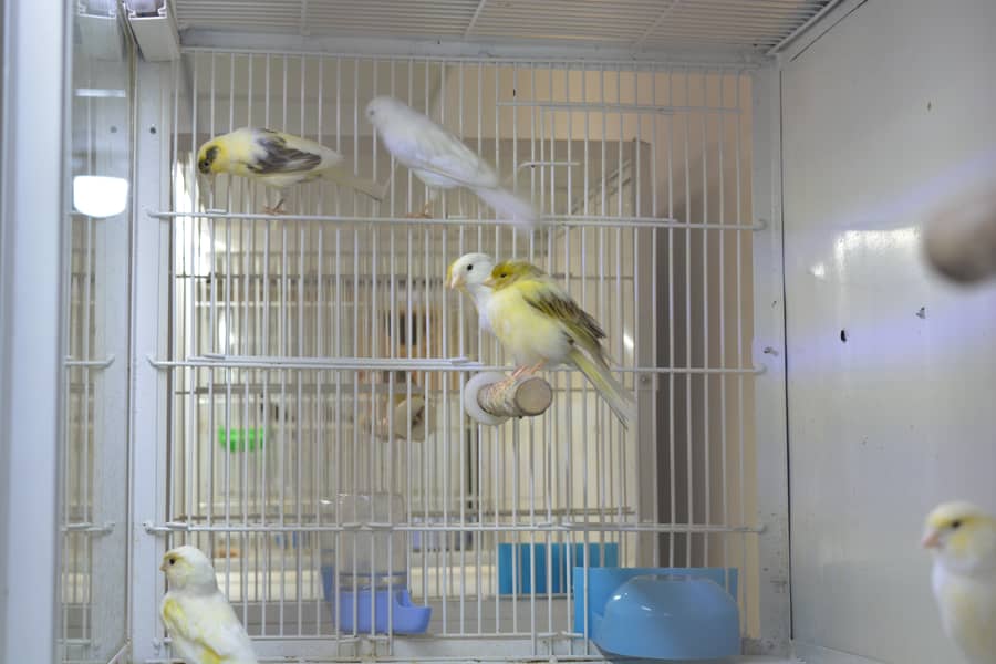 Canary for Sale 1