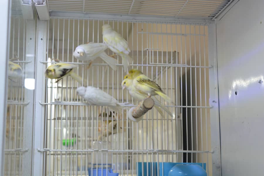 Canary for Sale 2