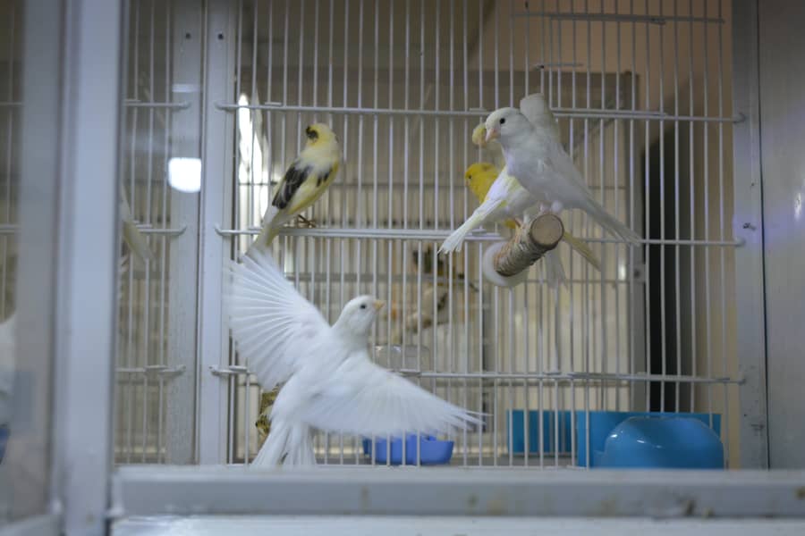 Canary for Sale 3