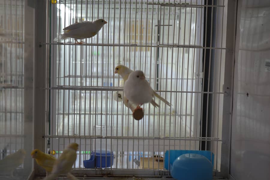 Canary for Sale 4