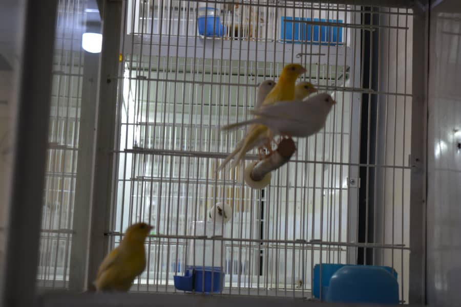 Canary for Sale 5