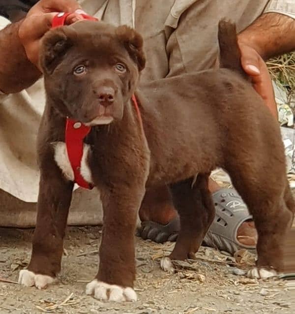 alabai dog fair 2 months for sale security dog alabai 0