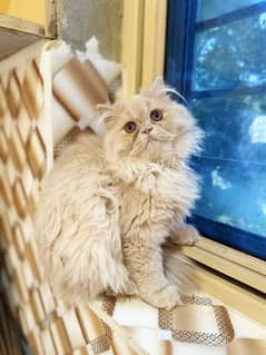 Doll Face Persian Kittens High Breed