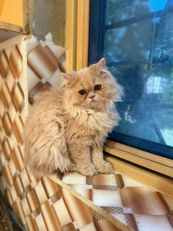 Doll Face Persian Kittens High Breed 1