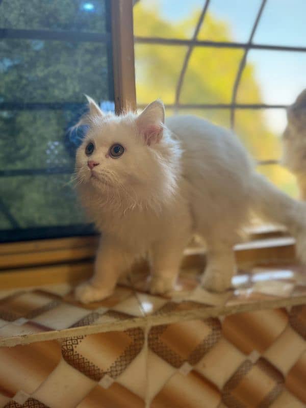 Doll Face Persian Kittens High Breed 2