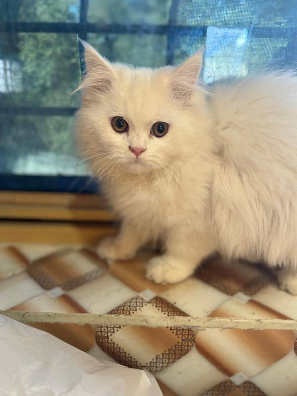 Doll Face Persian Kittens High Breed 3