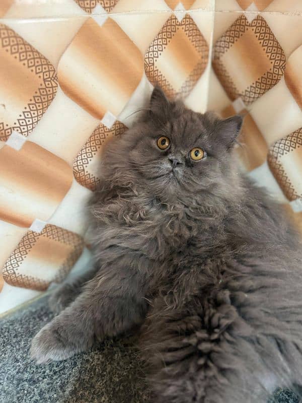 Doll Face Persian Kittens High Breed 4