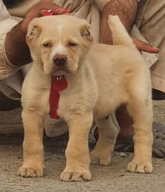 alabai dog mail 2 months for sale security dog