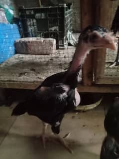 A beautiful chicks and hen selling