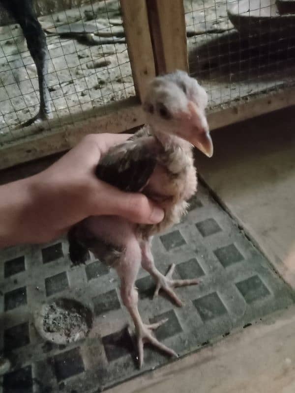 A beautiful chicks and Aseel madi selling 1