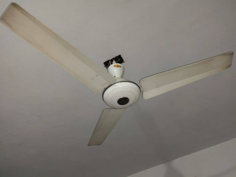 Super Aesia Celling Fan 1