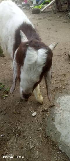 Bakra for sell age 2 months