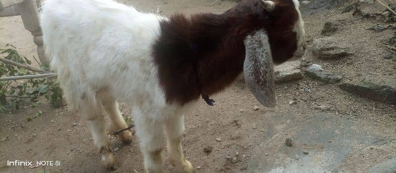 Bakra for sell age 2 months 1