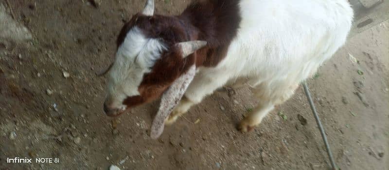 Bakra for sell age 2 months 2