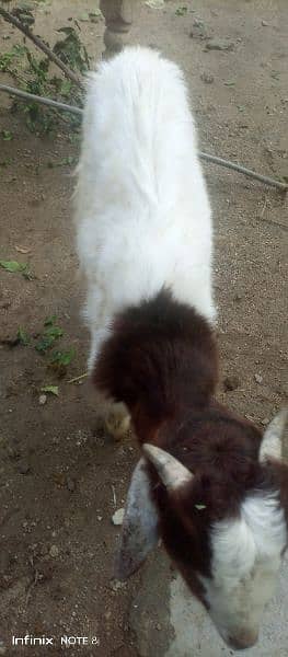 Bakra for sell age 2 months 3