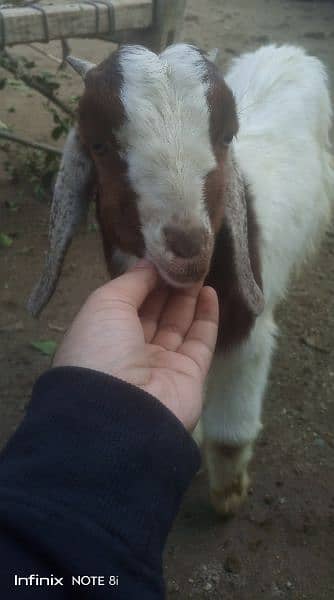 Bakra for sell age 2 months 4