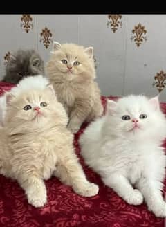 persian kittens triple coat for sale contact whatsap 03288426681