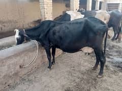 cholistani Friesian cow