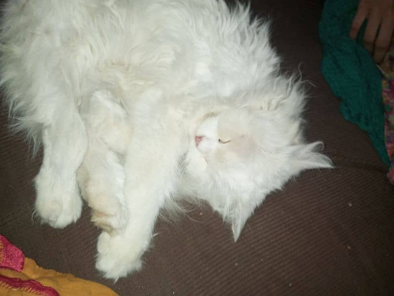 white Persian cat 0