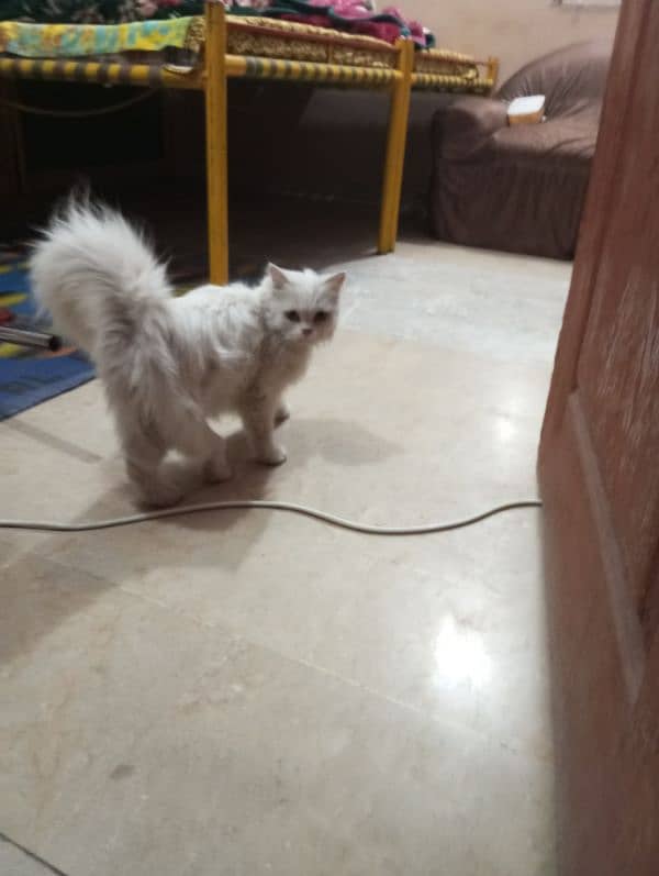 white Persian cat 3