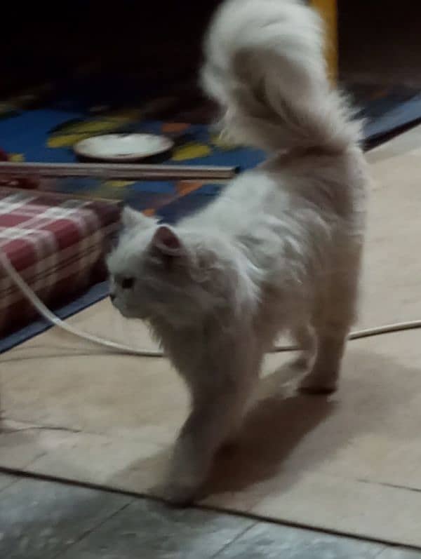 white Persian cat 4