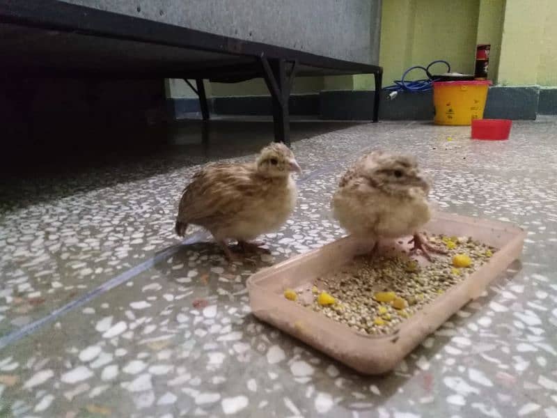 irani teetar chicks 1