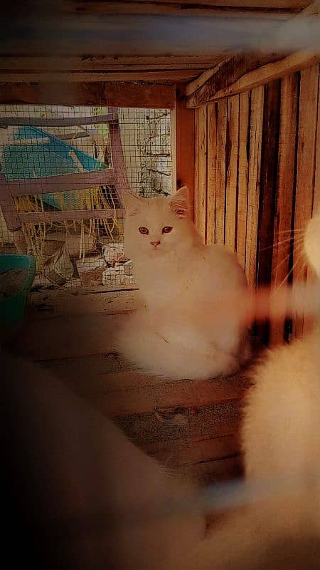 pure white Persian cat/pure white Persian kittens 1