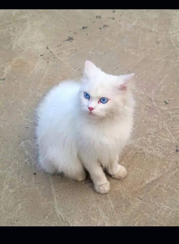 pure white Persian cat/pure white Persian kittens 6