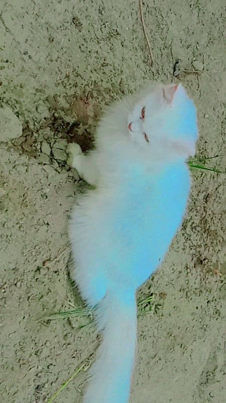 pure white Persian cat/pure white Persian kittens 7