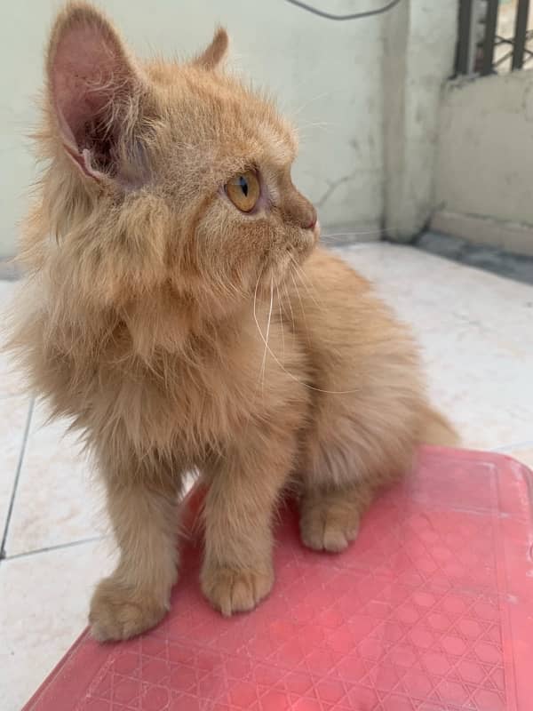 persian kitten double coat only months old 3