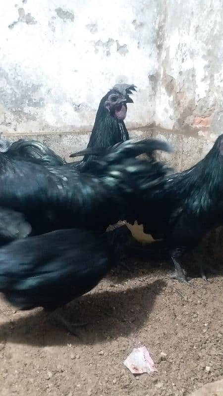 ayam cemani 0