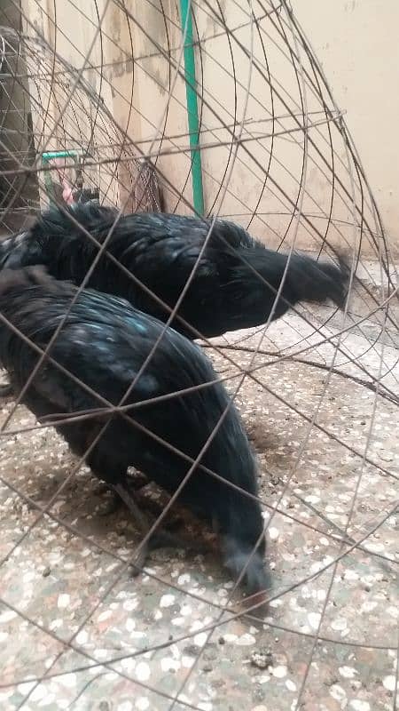 ayam cemani 1