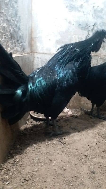 ayam cemani 6