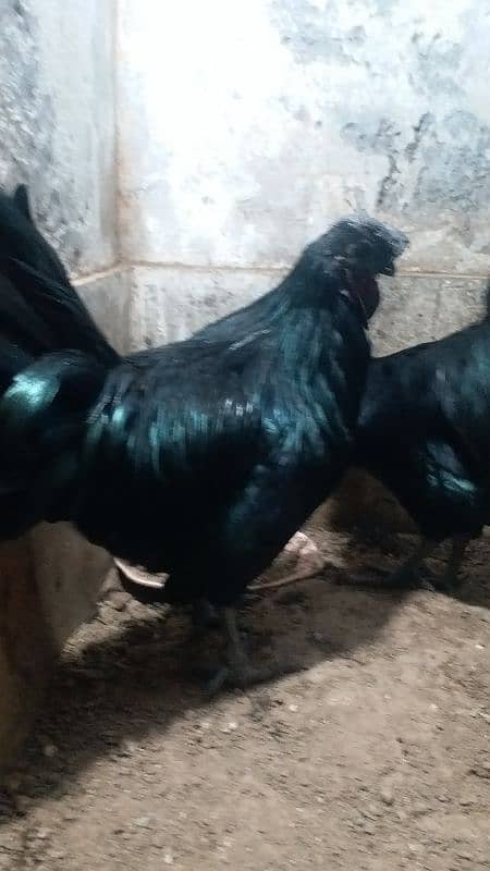 ayam cemani 7