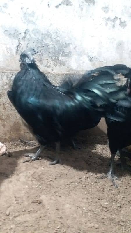 ayam cemani 8