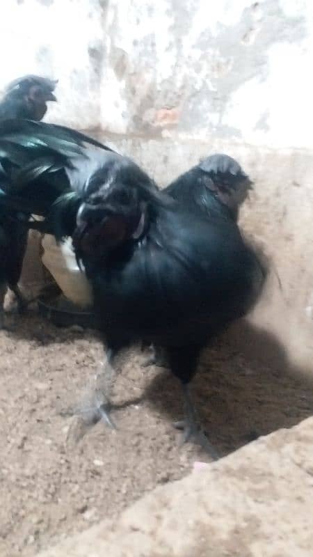 ayam cemani 9