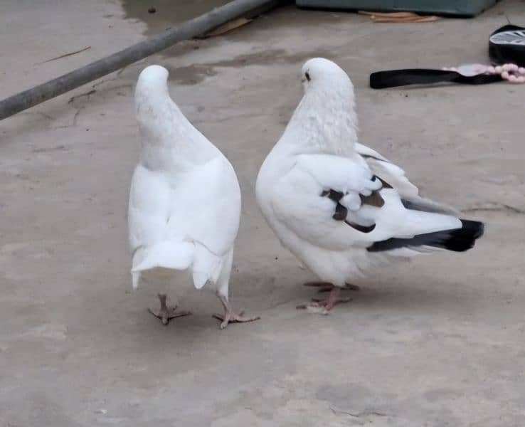 King breeder pair. King Pathay. One black king female. Sentinent Male 2