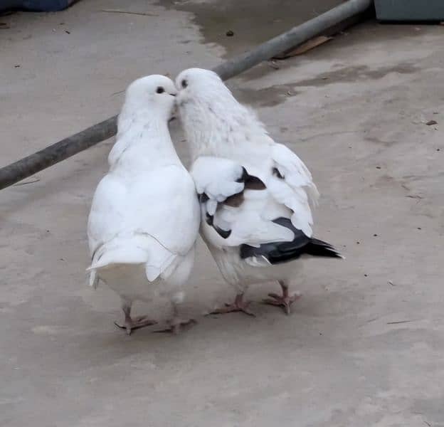 King breeder pair. King Pathay. One black king female. Sentinent Male 5