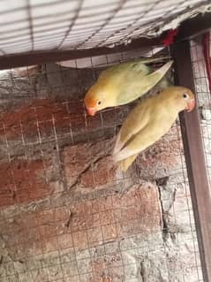 love bird exchange possible aseel murgha 03157164123