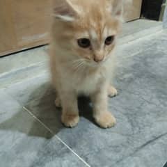 Persian cat baby. Age 2 month