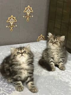 PERSIAN KITTEN FOR SALE ONPY CONTACT WHATUP 03201711036