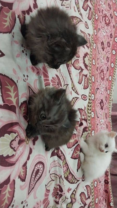 Persion cats for sale 5