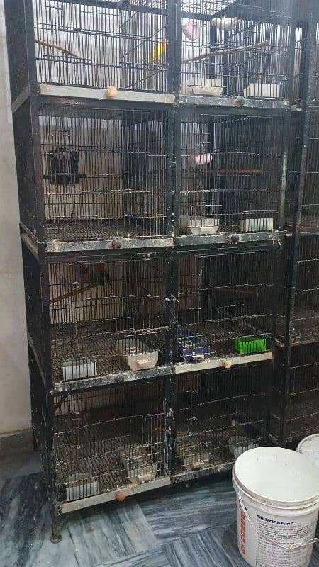 love birds |Albino |Creamino|Opaline |Cage| iron cage | 4 portion cage 0