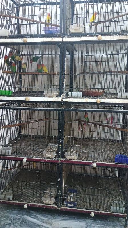 love birds |Albino |Creamino|Opaline |Cage| iron cage | 4 portion cage 1