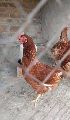 lohmann brown hens