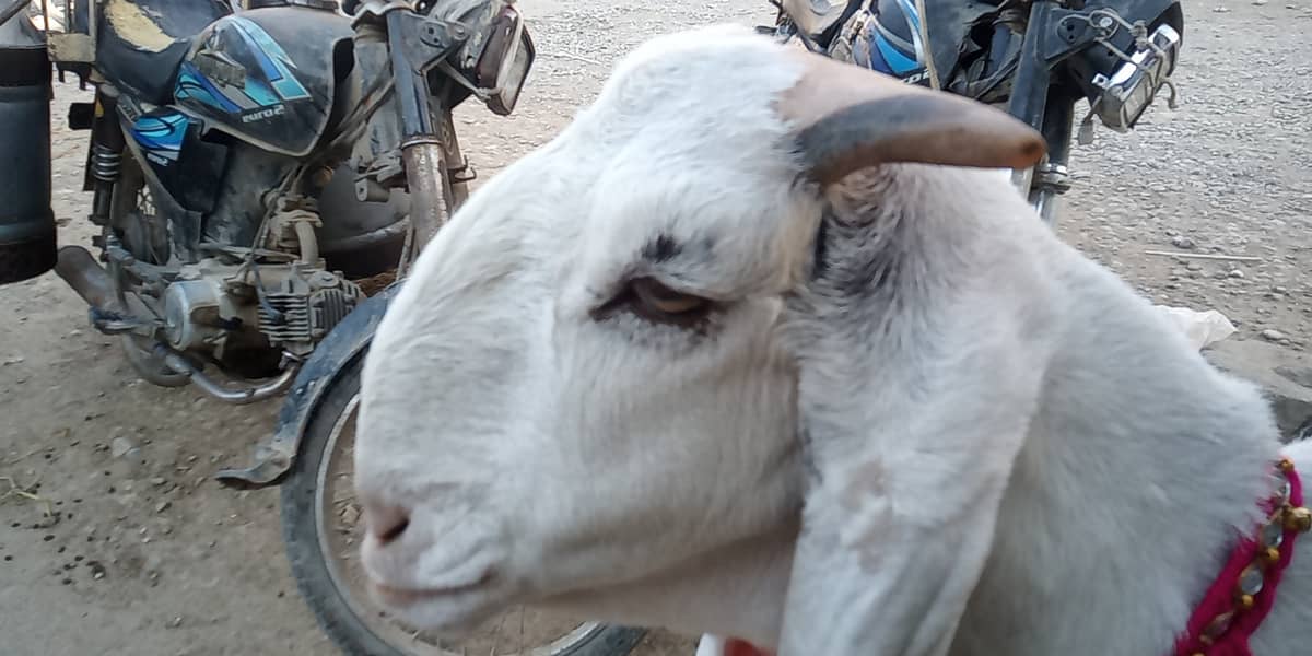 gulabi bakri aur patori bakri for sale 4