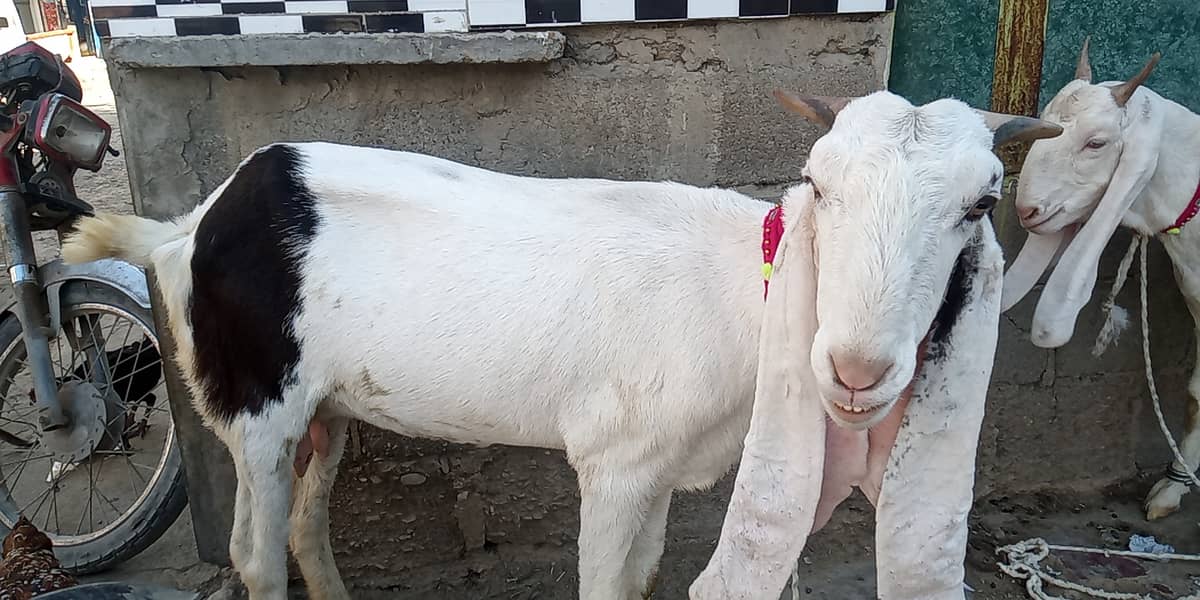 gulabi bakri aur patori bakri for sale 6